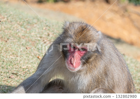 日本獼猴嵐山猴子公園岩田山 132802980