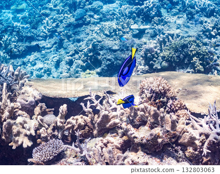A cute school of blue tangs and other fish. Beautiful coral reefs and schools of tropical fish. Kabi Island, Zamami Island, Kerama Islands, Shimajiri District, Okinawa Prefecture A cute school of blue tangs and other fish. Beautiful coral reefs and schools of tropical fish. Kabi Island, Zamami Island, Kerama Islands, Shimajiri District, Okinawa Prefecture 132803063