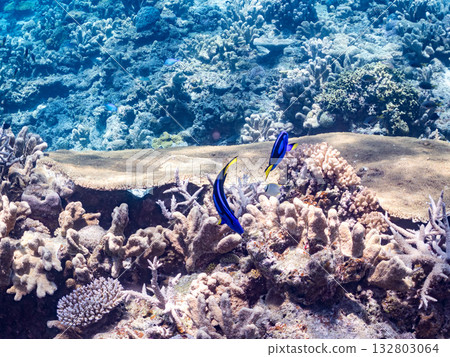 A cute school of blue tangs and other fish. Beautiful coral reefs and schools of tropical fish. Kabi Island, Zamami Island, Kerama Islands, Shimajiri District, Okinawa Prefecture 132803064