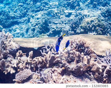 一群可愛的藍吊魚和其他魚類。美麗的珊瑚礁和成群的熱帶魚。沖繩縣島尻郡慶良間群島座間味島卡比島 132803065