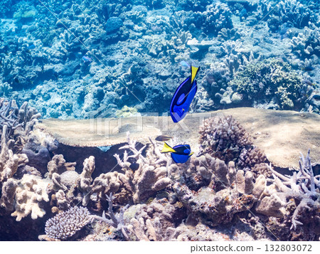 A cute school of blue tangs and other fish. Beautiful coral reefs and schools of tropical fish. Kabi Island, Zamami Island, Kerama Islands, Shimajiri District, Okinawa Prefecture A cute school of blue tangs and other fish. Beautiful coral reefs and schools of tropical fish. Kabi Island, Zamami Island, Kerama Islands, Shimajiri District, Okinawa Prefecture 132803072