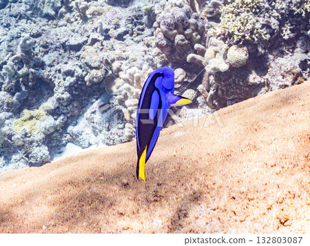 A cute school of blue tangs and other fish. Beautiful coral reefs and schools of tropical fish. Kabi Island, Zamami Island, Kerama Islands, Shimajiri District, Okinawa Prefecture 132803087