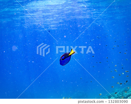 一群可愛的藍吊魚和其他魚類。美麗的珊瑚礁和成群的熱帶魚。沖繩縣島尻郡慶良間群島座間味島卡比島 132803090