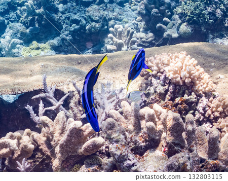 一群可愛的藍吊魚和其他魚類。美麗的珊瑚礁和成群的熱帶魚。沖繩縣島尻郡慶良間群島座間味島卡比島 132803115