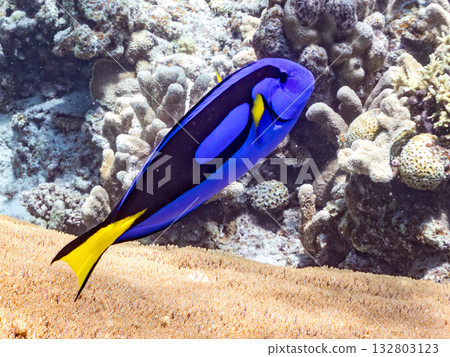 A cute school of blue tangs and other fish. Beautiful coral reefs and schools of tropical fish. Kabi Island, Zamami Island, Kerama Islands, Shimajiri District, Okinawa Prefecture 132803123