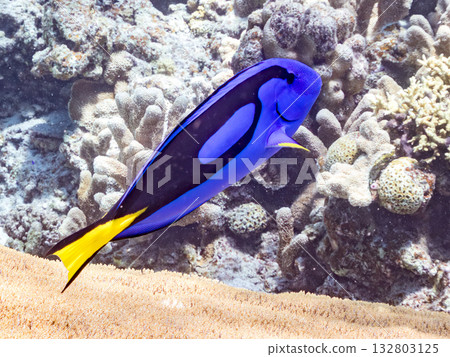 A cute school of blue tangs and other fish. Beautiful coral reefs and schools of tropical fish. Kabi Island, Zamami Island, Kerama Islands, Shimajiri District, Okinawa Prefecture 132803125