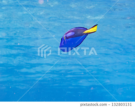 A cute school of blue tangs and other fish. Beautiful coral reefs and schools of tropical fish. Kabi Island, Zamami Island, Kerama Islands, Shimajiri District, Okinawa Prefecture 132803131