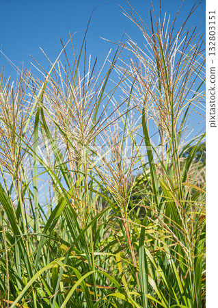 秋天晴朗的Susuki 132803151