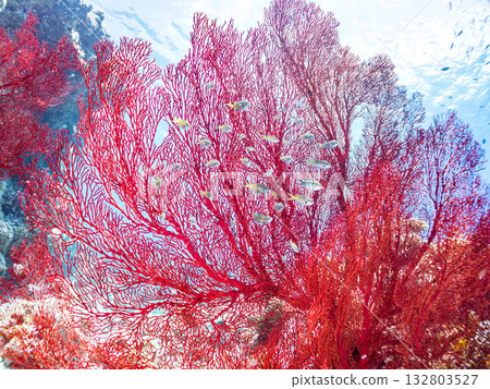 The famous large red sea anemone colony. Beautiful coral reefs and schools of tropical fish. Kabi Island, Kerama Islands, Shimajiri District, Okinawa Prefecture, Zamami Island 132803527
