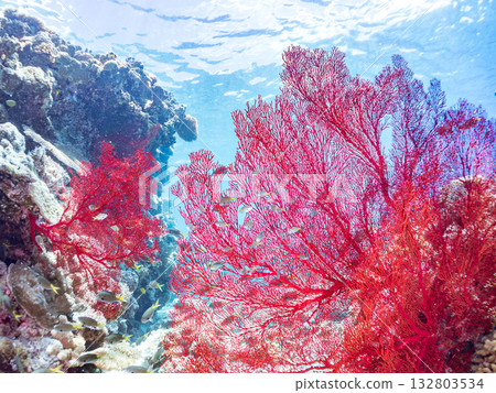 The famous large red sea anemone colony. Beautiful coral reefs and schools of tropical fish. Kabi Island, Kerama Islands, Shimajiri District, Okinawa Prefecture, Zamami Island The famous large red sea anemone colony. Beautiful coral reefs and schools of tropical fish. Kabi Island, Kerama Islands, Shimajiri District, Okinawa Prefecture, Zamami Island 132803534