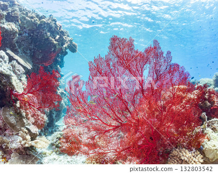 The famous large red sea anemone colony. Beautiful coral reefs and schools of tropical fish. Kabi Island, Kerama Islands, Shimajiri District, Okinawa Prefecture, Zamami Island 132803542
