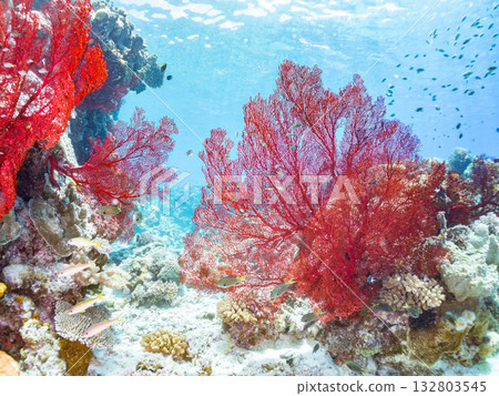 The famous large red sea anemone colony. Beautiful coral reefs and schools of tropical fish. Kabi Island, Kerama Islands, Shimajiri District, Okinawa Prefecture, Zamami Island 132803545