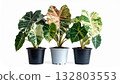 Alocasia variegated in the tree pot 132803553