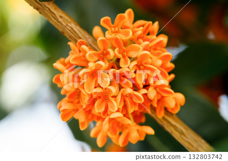 秋日景象：桂花 132803742