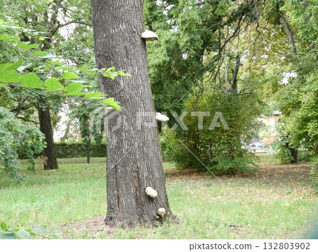Polyporaceae 132803902