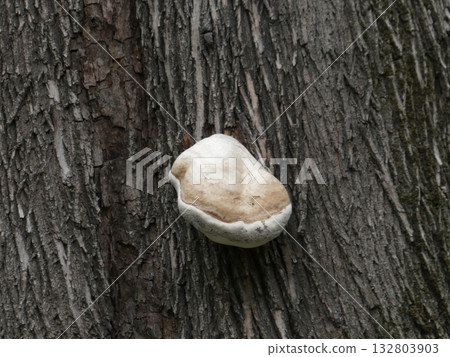 Polyporaceae 132803903