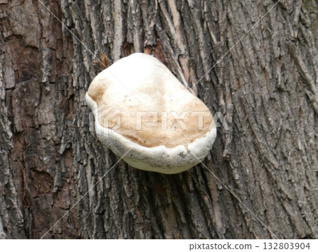 Polyporaceae 132803904