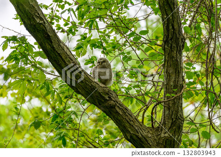 幼貓頭鷹從洞穴中探出頭來 幼貓頭鷹從洞穴中探出頭來 132803943
