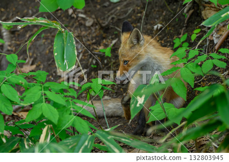 一隻小紅狐狸在離開父母之前 一隻小紅狐狸在離開父母之前 132803945