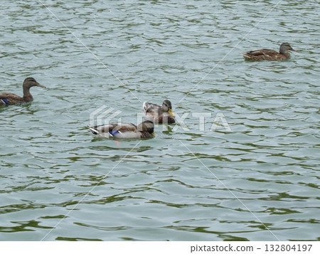 Duck under rest 132804197