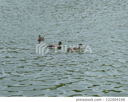 Duck under rest 132804198