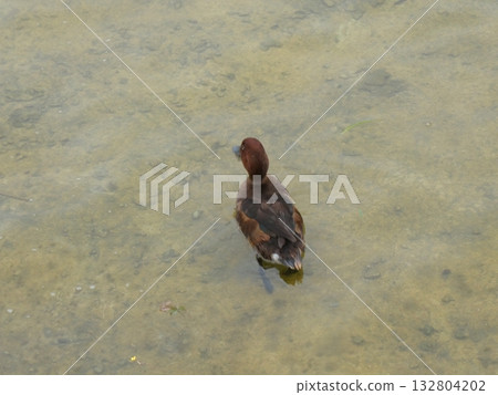 鴨子休息 鴨子休息 132804202