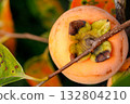 從上方拍攝的柿子果實特寫 132804210