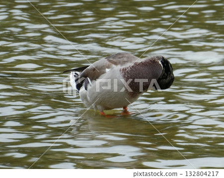 鴨鴨 132804217