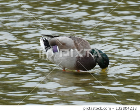 Duck duck Duck duck 132804218