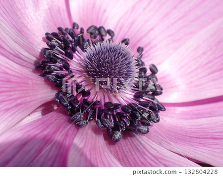 Close up of a purple anemone flower Close up of a purple anemone flower 132804228