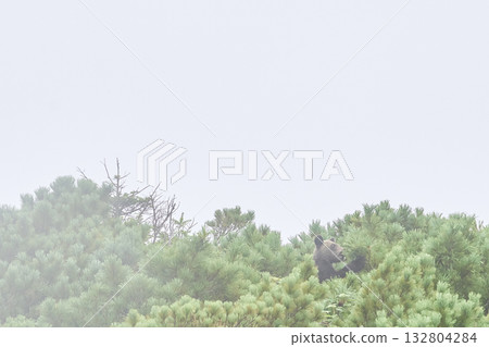 Brown bear eating pine nuts 132804284