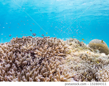 A school of blue-striped damselfish, blue-striped damselfish, and other fish. Beautiful coral reefs and schools of tropical fish. Kabi Island, Okinawa Prefecture 132804311