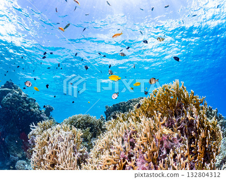 A school of blue-striped damselfish, blue-striped damselfish, and other fish. Beautiful coral reefs and schools of tropical fish. Kabi Island, Okinawa Prefecture 132804312