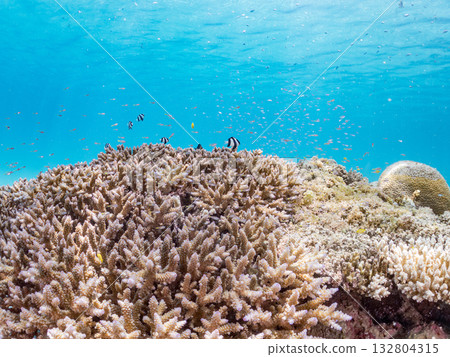 A school of blue-striped damselfish, blue-striped damselfish, and other fish. Beautiful coral reefs and schools of tropical fish. Kabi Island, Okinawa Prefecture 132804315