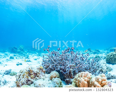 A school of blue-striped damselfish, blue-striped damselfish, and other fish. Beautiful coral reefs and schools of tropical fish. Kabi Island, Okinawa Prefecture 132804323