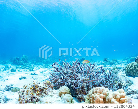 A school of blue-striped damselfish, blue-striped damselfish, and other fish. Beautiful coral reefs and schools of tropical fish. Kabi Island, Okinawa Prefecture A school of blue-striped damselfish, blue-striped damselfish, and other fish. Beautiful coral reefs and schools of tropical fish. Kabi Island, Okinawa Prefecture 132804324