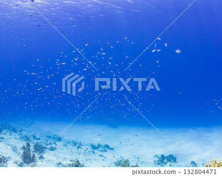 A school of blue-spotted damselfish and other fish. Beautiful coral reefs and schools of tropical fish. Kabi Island, Kerama Islands, Shimajiri District, Okinawa Prefecture, Zamami Island 2025 A school of blue-spotted damselfish and other fish. Beautiful coral reefs and schools of tropical fish. Kabi Island, Kerama Islands, Shimajiri District, Okinawa Prefecture, Zamami Island 2025 132804471