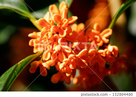 秋日陽光下盛開的桂花 132804480