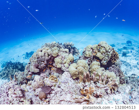 Schools of goldfish, blue-spotted damselfish, and other fish. Beautiful coral reefs and schools of tropical fish. Kabi Island, Kerama, Shimajiri District, Okinawa Prefecture 132804513