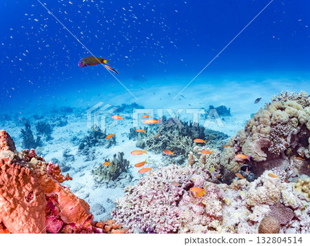 成群的金魚、藍點雀鯛和其他魚類。美麗的珊瑚礁和熱帶魚群。沖繩縣島尻郡慶良間町加比島 132804514