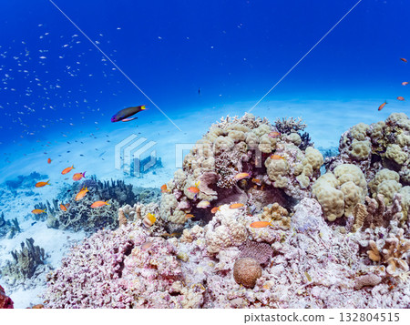 Schools of goldfish, blue-spotted damselfish, and other fish. Beautiful coral reefs and schools of tropical fish. Kabi Island, Kerama, Shimajiri District, Okinawa Prefecture 132804515