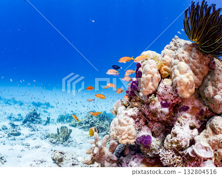 Schools of goldfish, blue-spotted damselfish, and other fish. Beautiful coral reefs and schools of tropical fish. Kabi Island, Kerama, Shimajiri District, Okinawa Prefecture 132804516