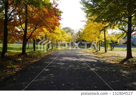 Beautiful ginkgo tree-lined streets of Inatsumi Park in autumn (Sapporo, Hokkaido) 132804527