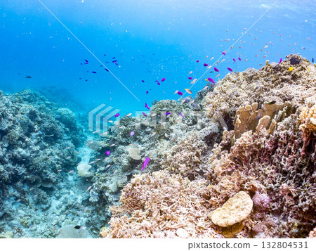 一群錦鯉、藍雀鯛和其他魚類。美麗的珊瑚礁和成群的熱帶魚。沖繩縣島尻郡慶良間群島卡比島，座間味 132804531