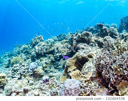 一群錦鯉、藍雀鯛和其他魚類。美麗的珊瑚礁和成群的熱帶魚。沖繩縣島尻郡慶良間群島卡比島，座間味 132804536