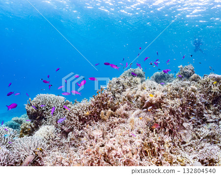 A school of Anthias carp, Blue Damselfish, and other fish. Beautiful coral reefs and schools of tropical fish. Kabi Island, Kerama Islands, Shimajiri District, Okinawa Prefecture, Zamami 132804540