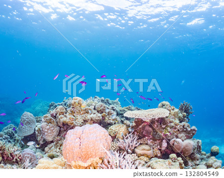 A school of Anthias carp, Blue Damselfish, and other fish. Beautiful coral reefs and schools of tropical fish. Kabi Island, Kerama Islands, Shimajiri District, Okinawa Prefecture, Zamami 132804549