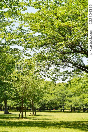 東京都立舍利公園清新的綠意 132804556