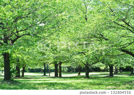東京都立舍利公園清新的綠意 132804558
