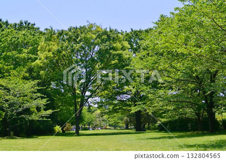東京都立舍利公園清新的綠意 東京都立舍利公園清新的綠意 132804565